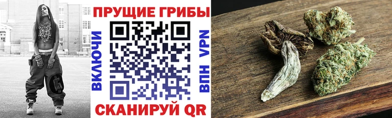 магазин продажи наркотиков  Невель  Псилоцибиновые грибы MAGIC MUSHROOMS 